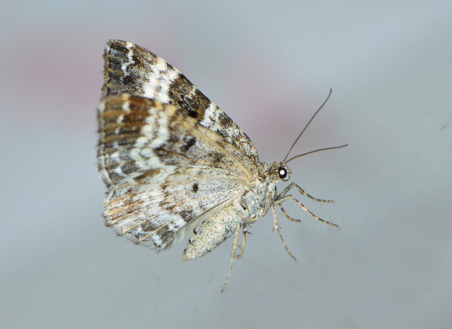 Epirrhoe alternata - galaj-tarkaaraszoló