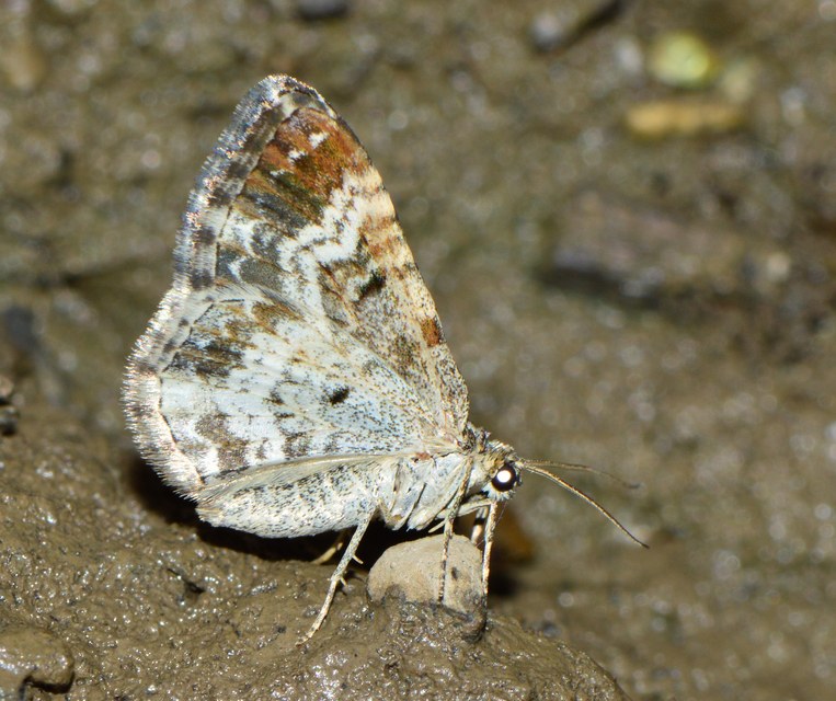 Epirrhoe alternata - galaj-tarkaaraszoló