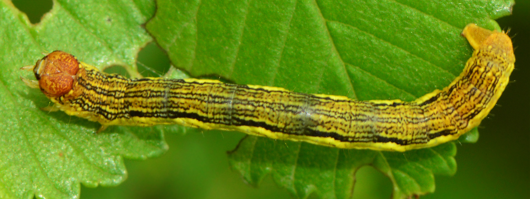 Erannis defoliaria - nagy téliaraszoló