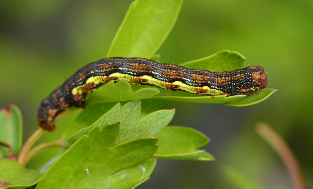Erannis defoliaria - nagy téliaraszoló