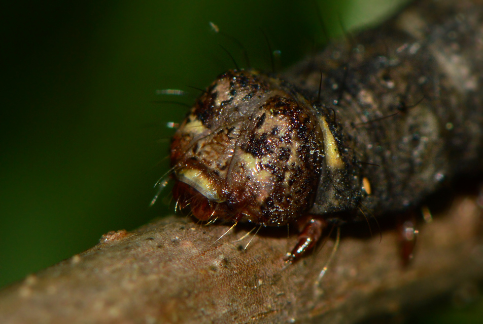 Apocheima pilosaria - zöldes tavasziaraszoló