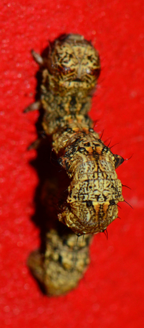 Agriopis bajaria - kökény-téliaraszoló
