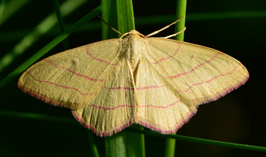 Rhodostrophia vibicaria - pirosszélű araszoló