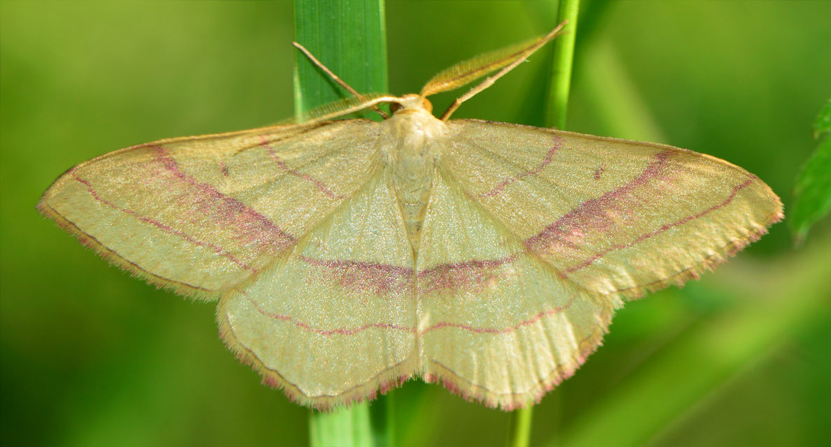 Rhodostrophia vibicaria - pirosszélű araszoló