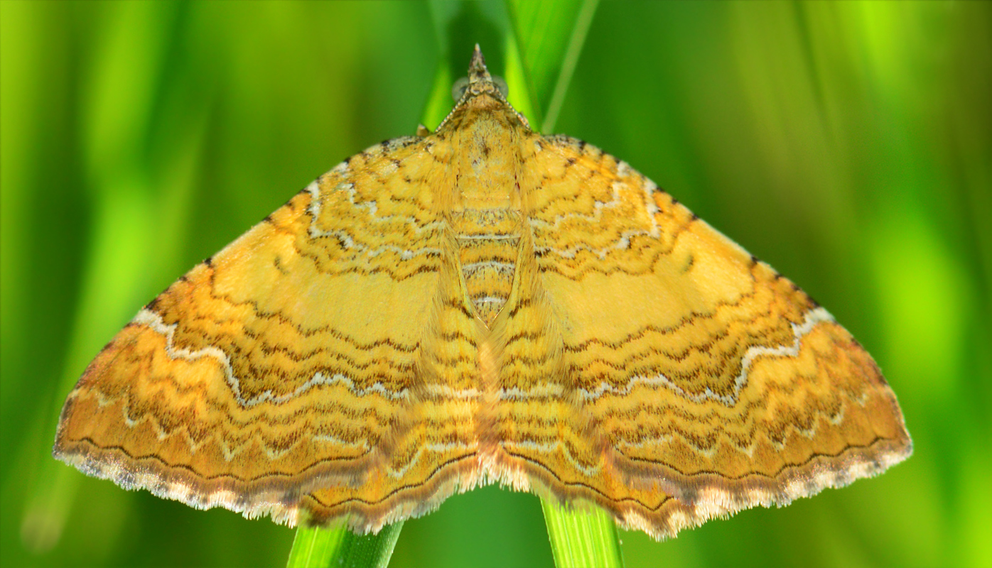Camptogramma bilineata - kétvonalas sávosaraszoló
