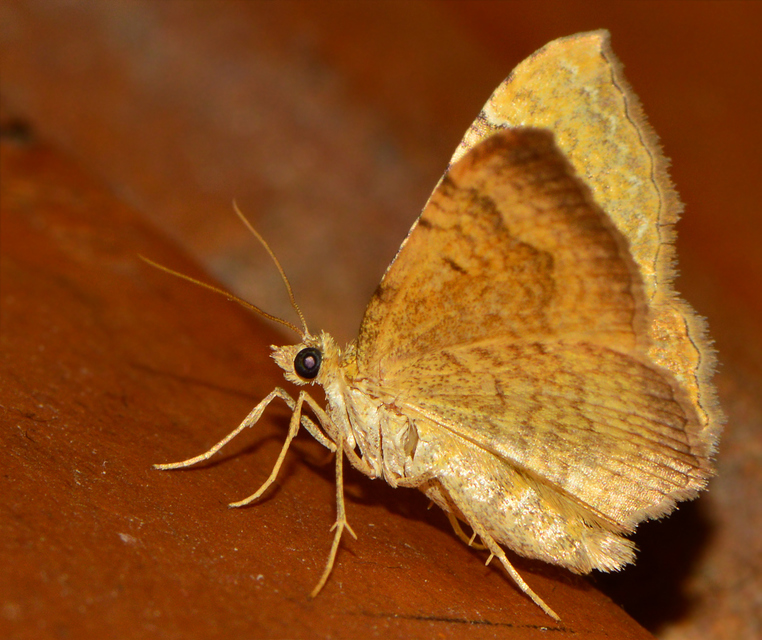 Camptogramma bilineata - kétvonalas sávosaraszoló