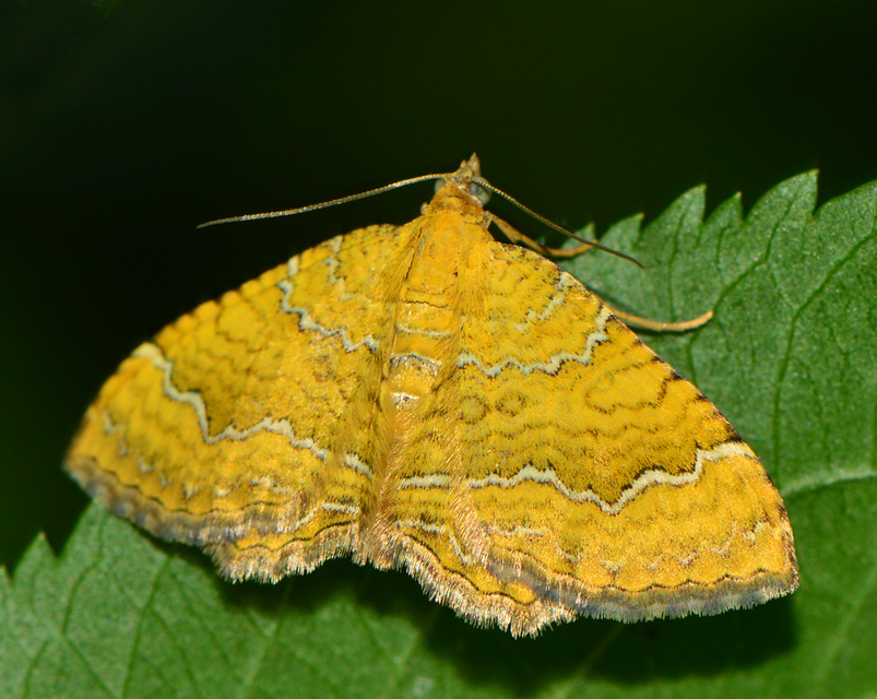 Camptogramma bilineata - kétvonalas sávosaraszoló
