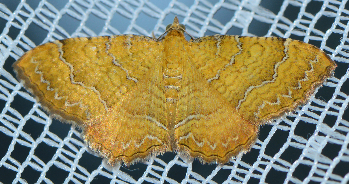 Camptogramma bilineata - kétvonalas sávosaraszoló