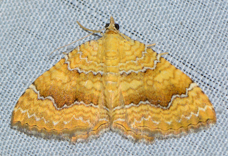 Camptogramma bilineata - kétvonalas sávosaraszoló