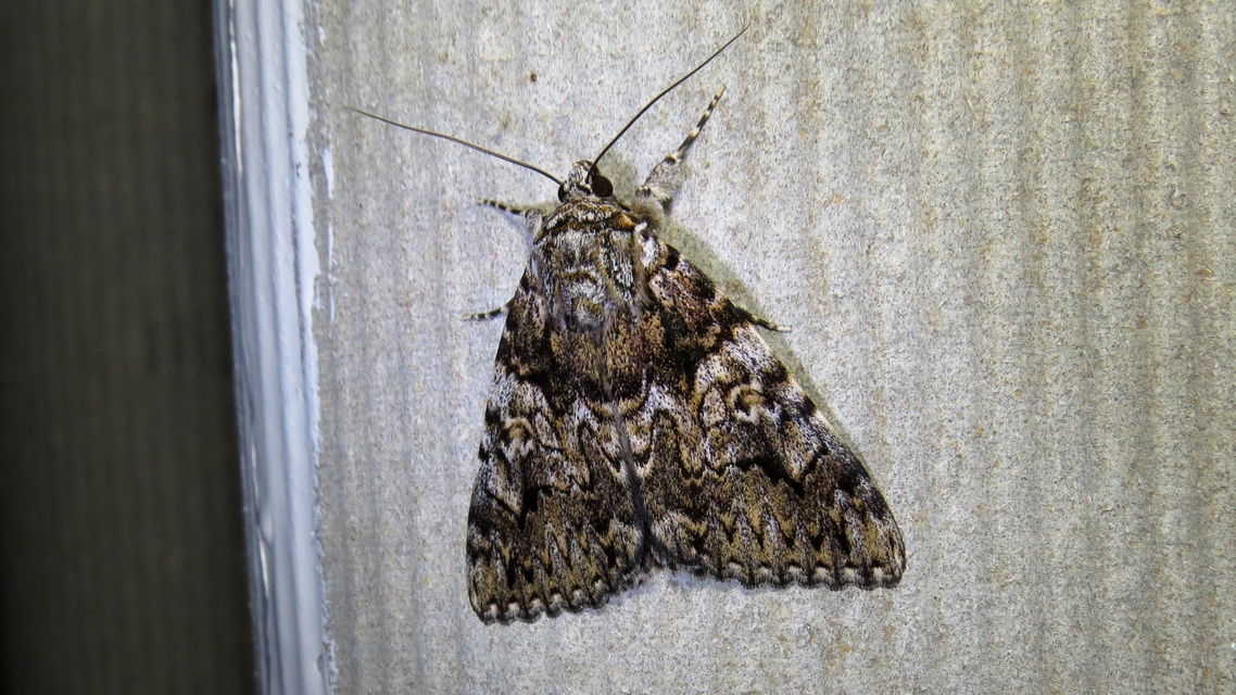 Catocala promissa - kis tölgyfa-övesbagoly