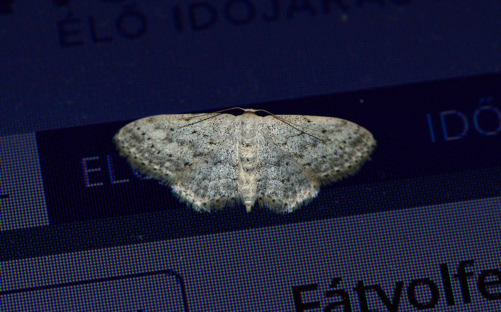 Idaea seriata - szürke apróaraszoló