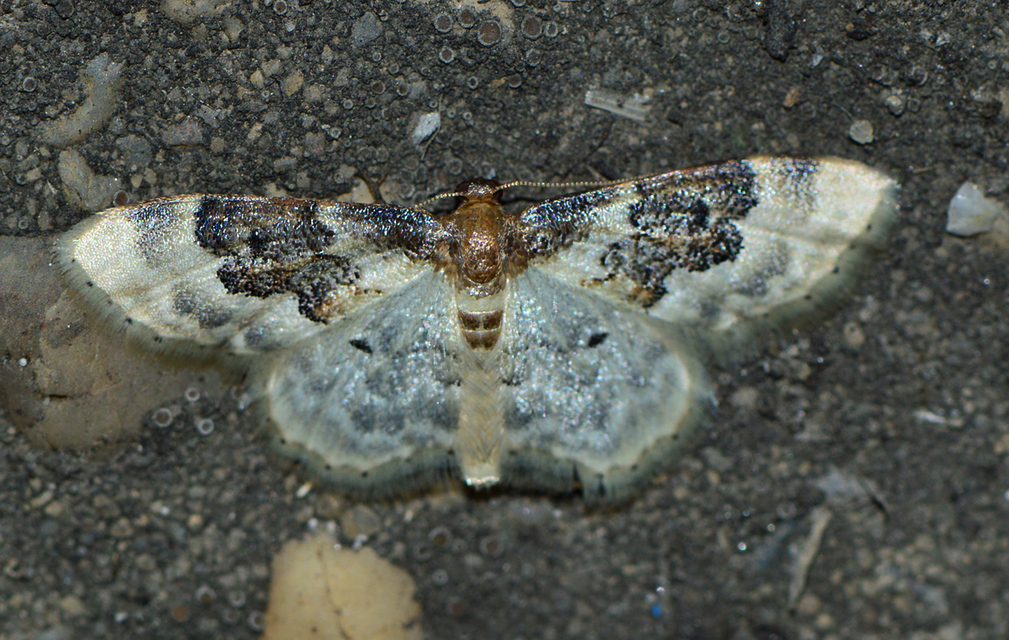 Idaea rusticata - tarka apróaraszoló