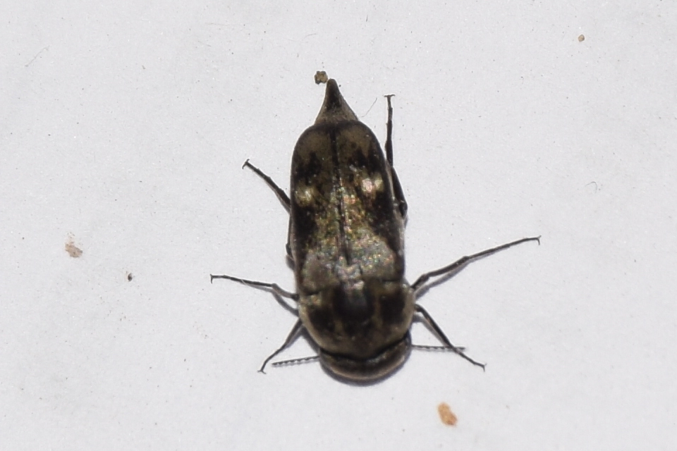Tomoxia bucephala - kúptestű maróka