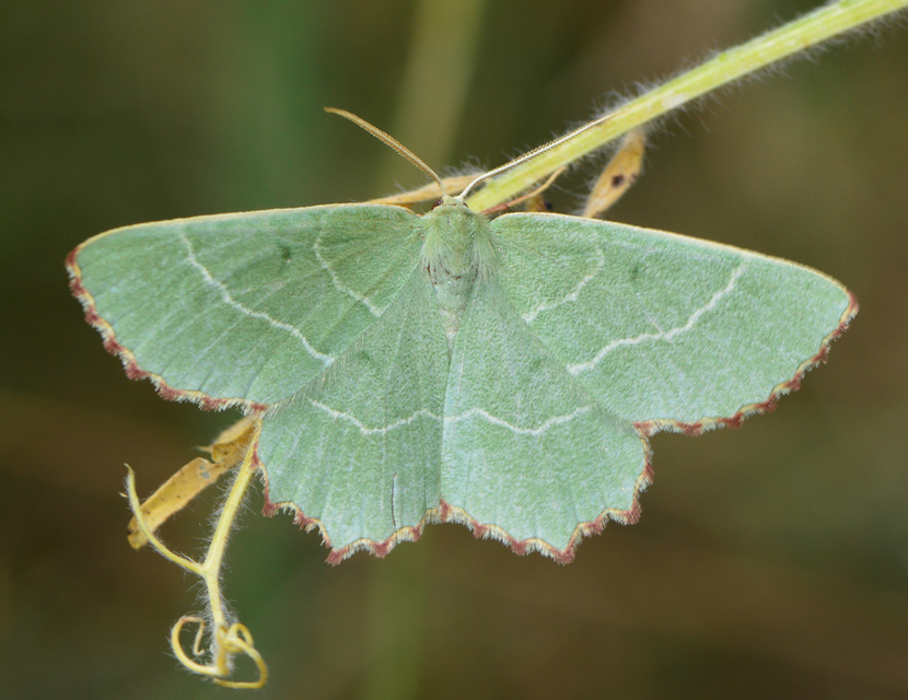 Thalera fimbrialis - csipkésszélű zöldaraszoló