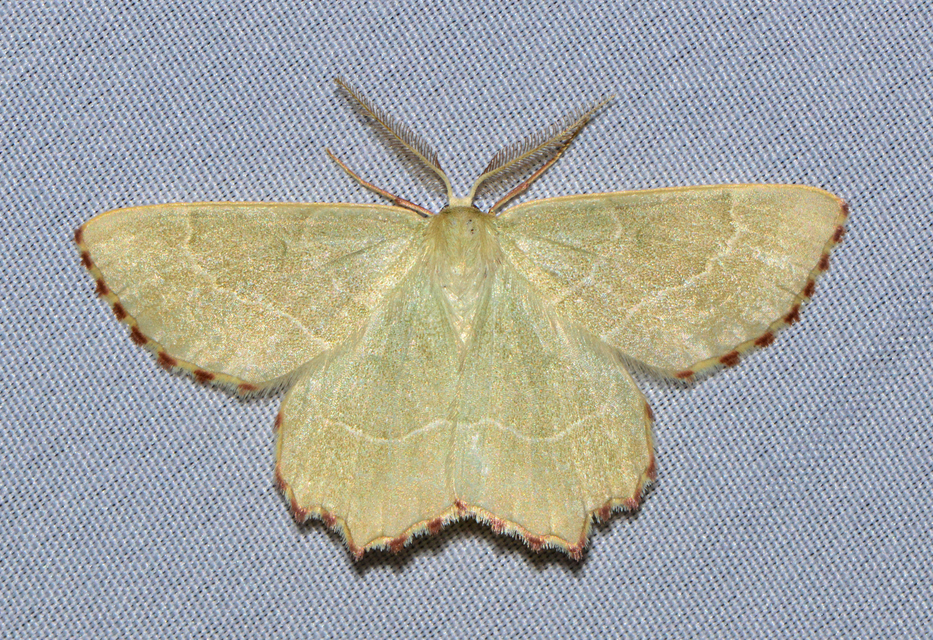 Thalera fimbrialis - csipkésszélű zöldaraszoló