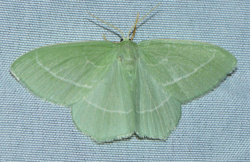 Hemistola chrysoprasaria - kékes zöldaraszoló