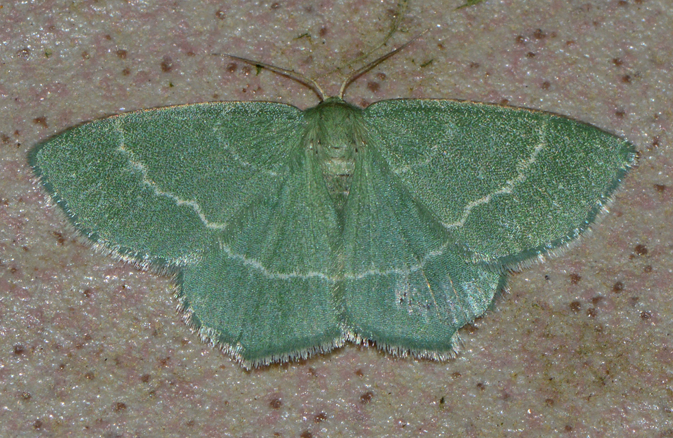 Chlorissa viridata/cloraria