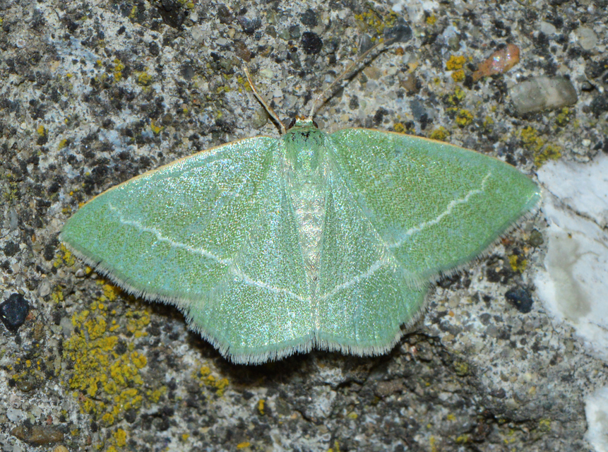 Chlorissa viridata/cloraria