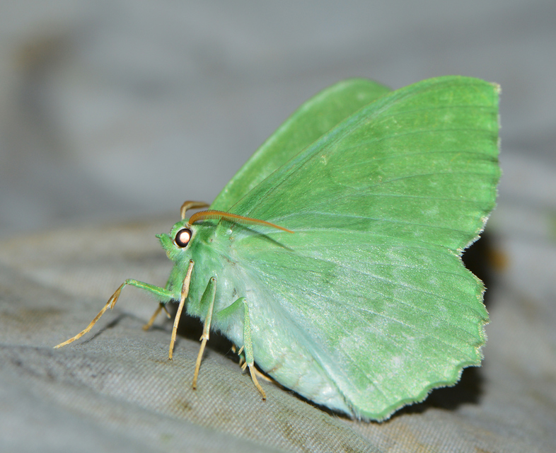 Geometra papilionaria - nagy zöldaraszoló