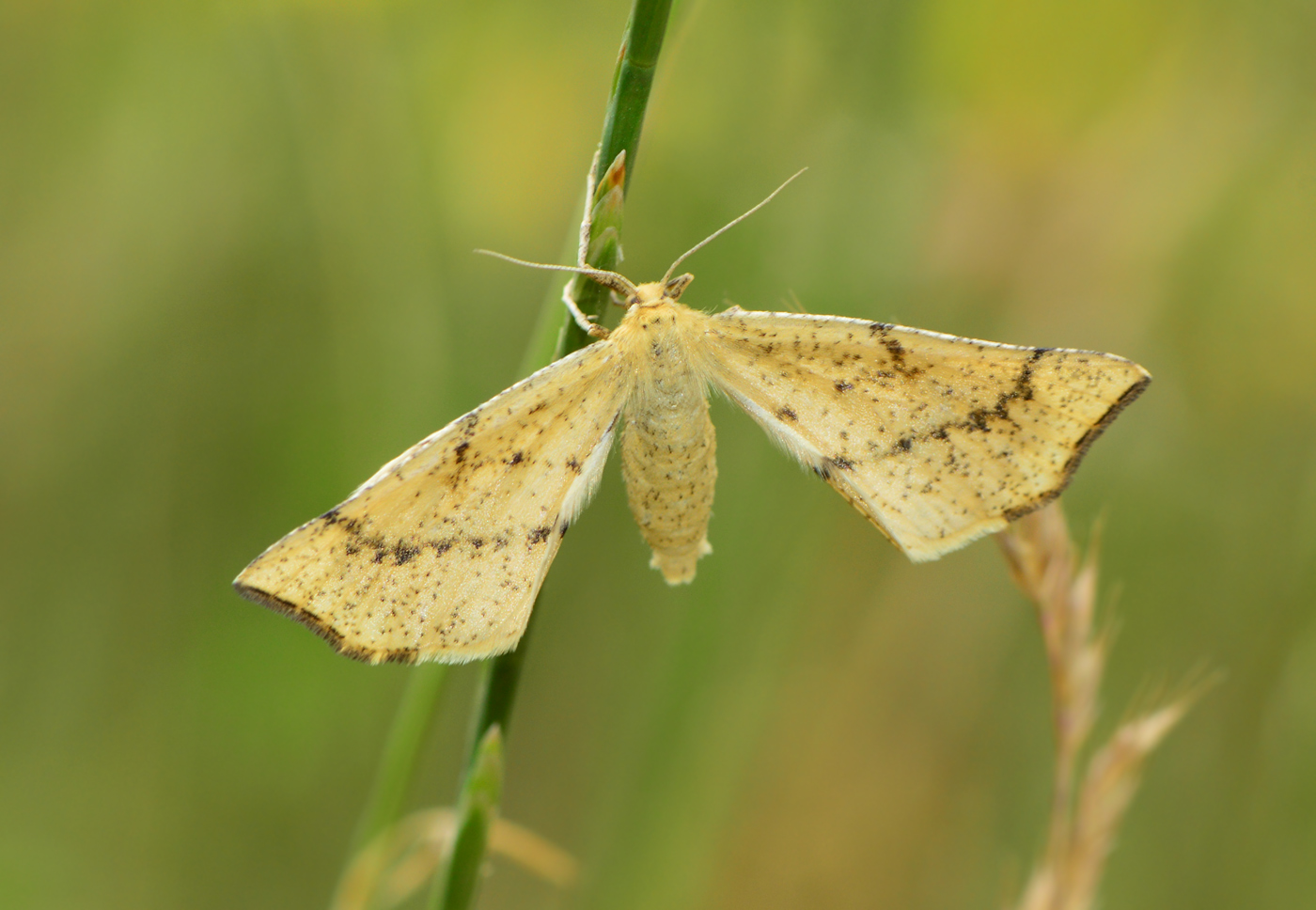 Hypoxystis pluviaria - hegyesszárnyú lápiaraszoló