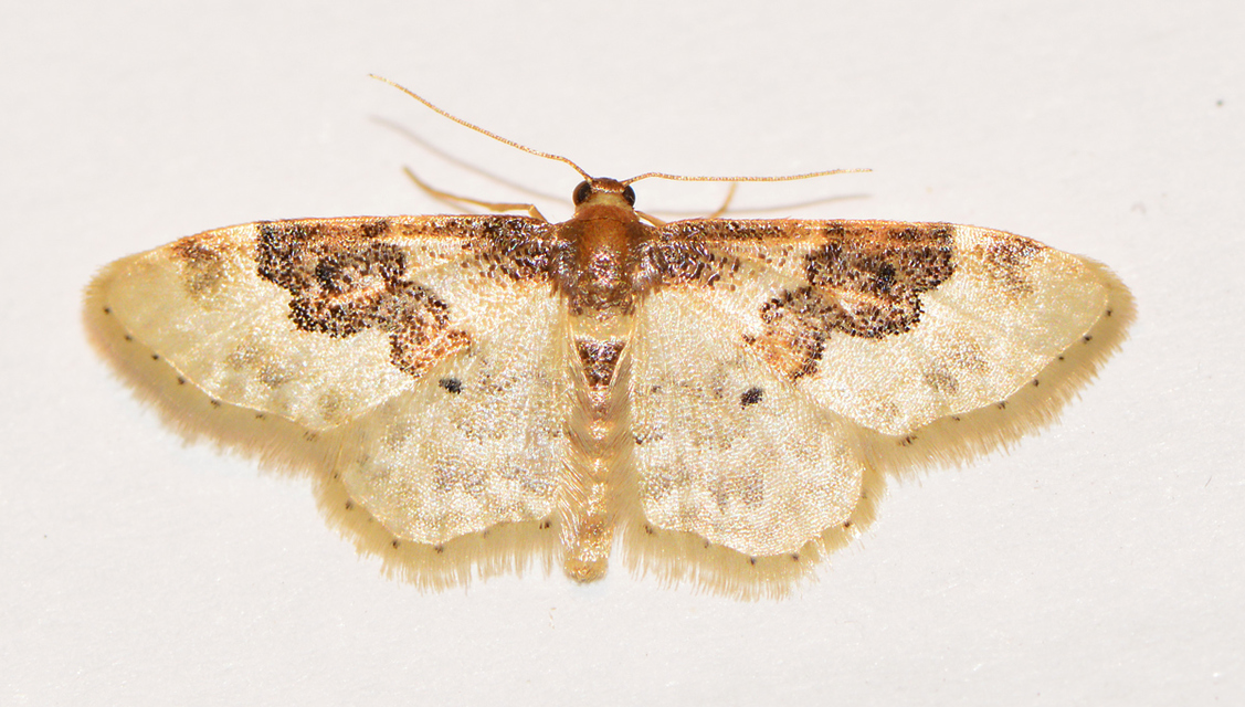Idaea rusticata - tarka apróaraszoló