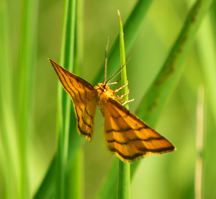 Idaea aureolaria - aranyos sávosaraszoló