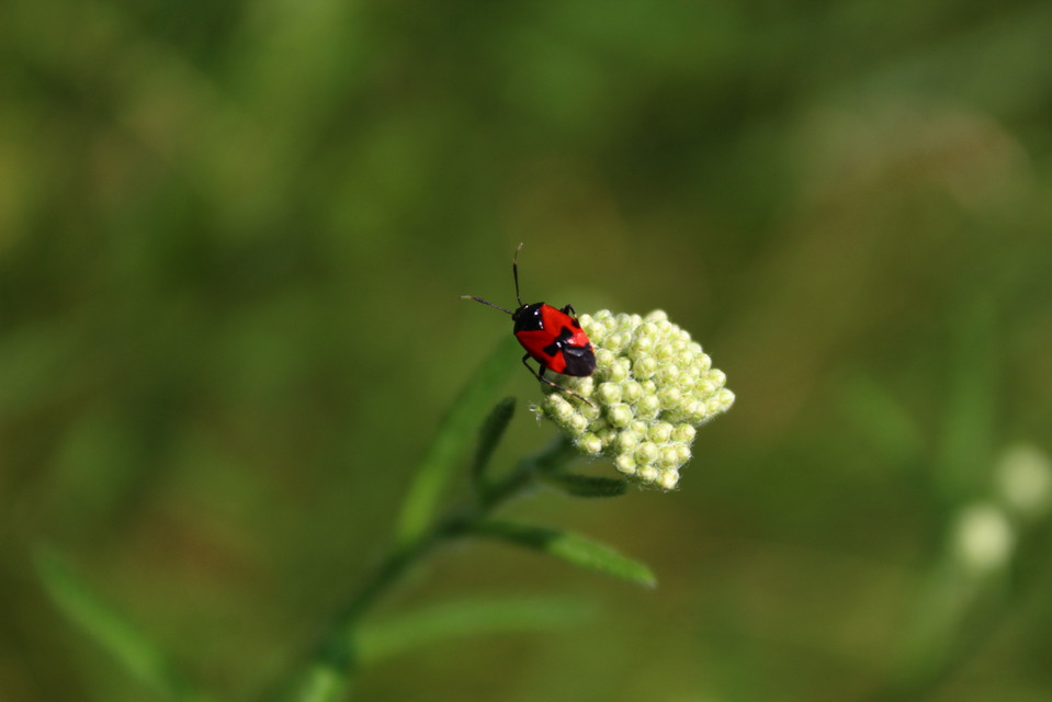 Deraeocoris rutilus - cinóber mezeipoloska