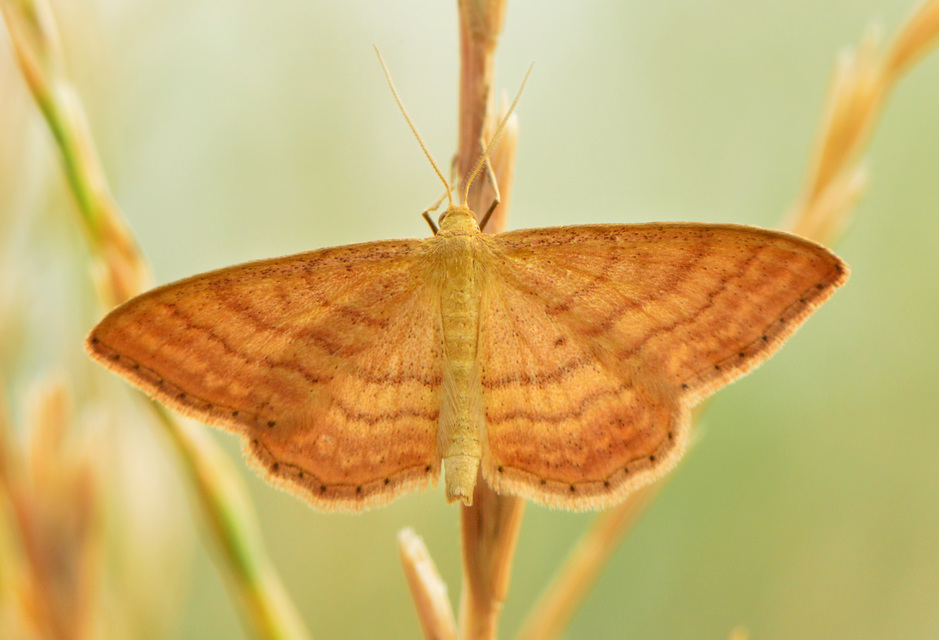 Idaea ochrata - okkerszínű sávosaraszoló