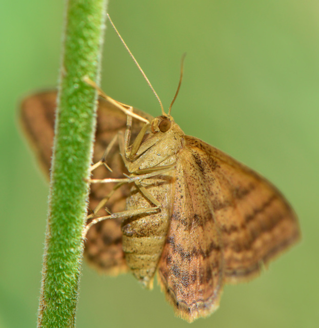 Scopula rubiginata - réti pirosaraszoló