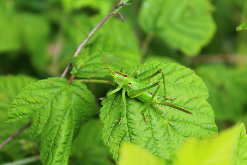 Tettigonia viridissima - zöld lombszöcske
