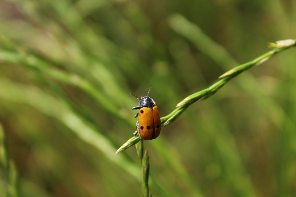 Lachnaia sexpunctata - szőrösnyakú zsákhordóbogár