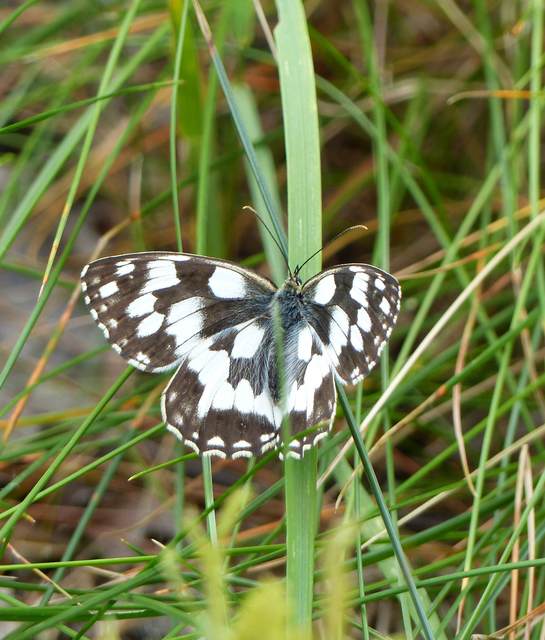 Melanargia galathea - sakktáblalepke