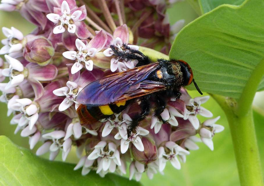 Megascolia maculata - óriás-tőrösdarázs