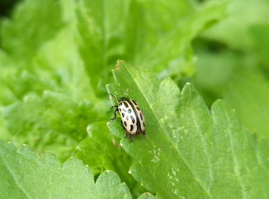 Chrysomela vigintipunctata - húszfoltos fűzlevelész Chrysomela vigintipunctata - húszfoltos fűzlevelész