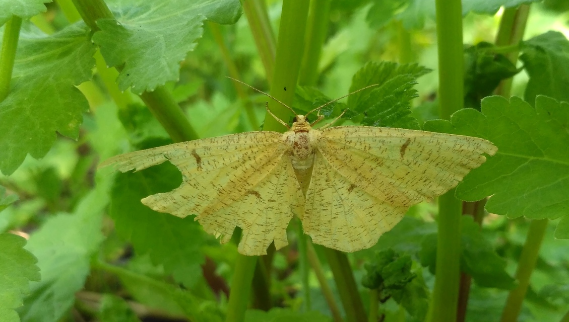 Angerona prunaria - sárga kökényaraszoló