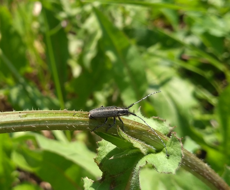 Agapanthia cardui - sávos bogáncscincér