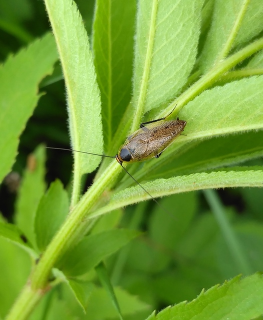 Ectobius erythronotus - sárgatorú erdeicsótány