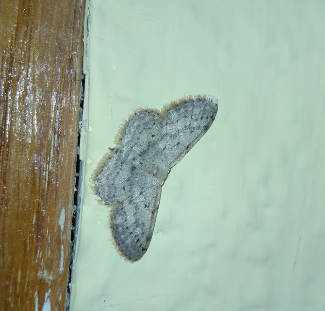 Idaea seriata - szürke apróaraszoló