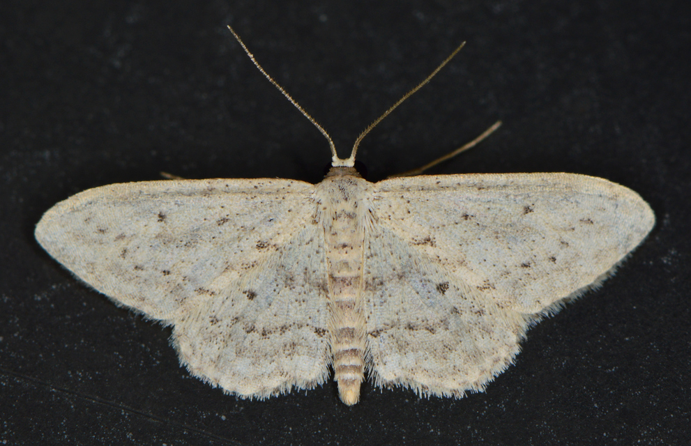 Idaea seriata - szürke apróaraszoló