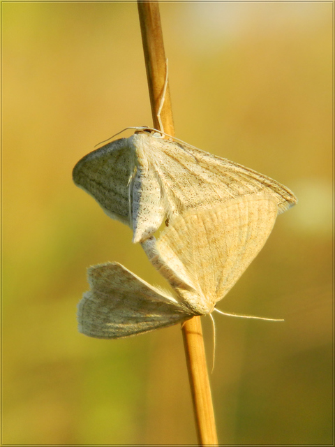 Scopula virgulata - vesszős sávosaraszoló