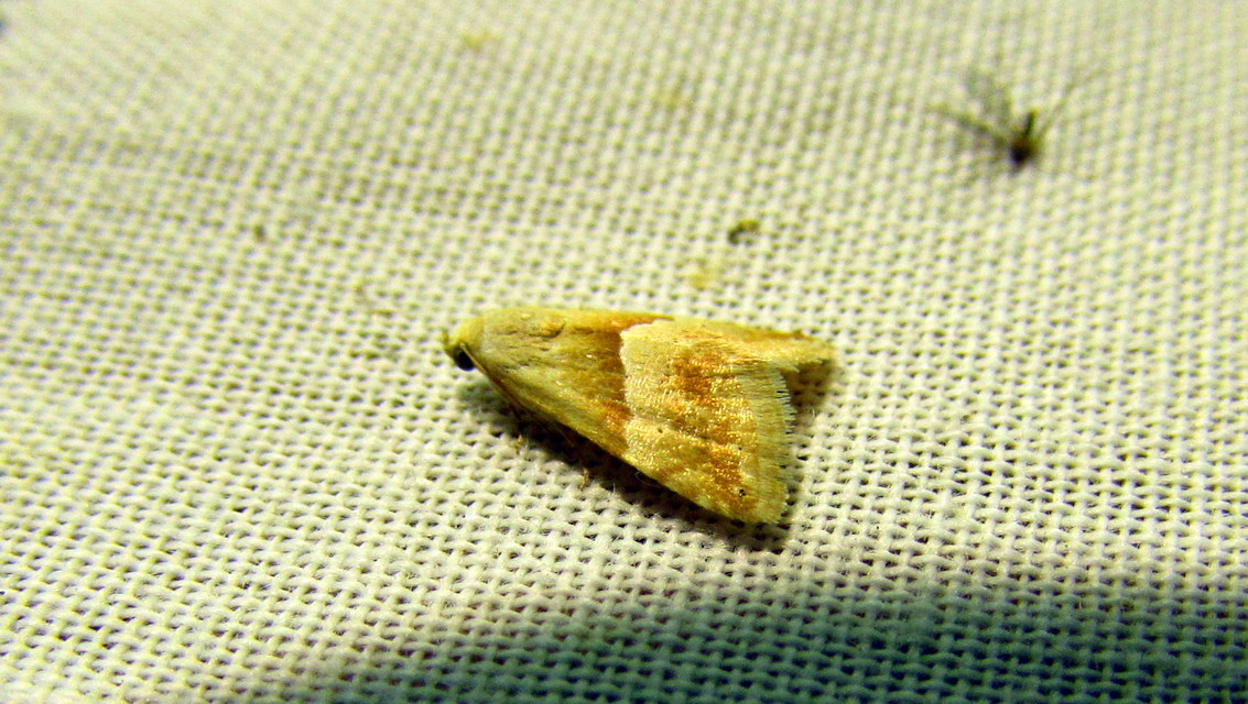 Eublemma parva - peremizs-törpebagoly