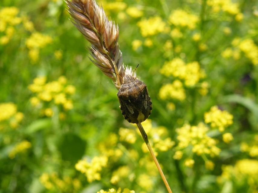 Eurygaster Eurygaster