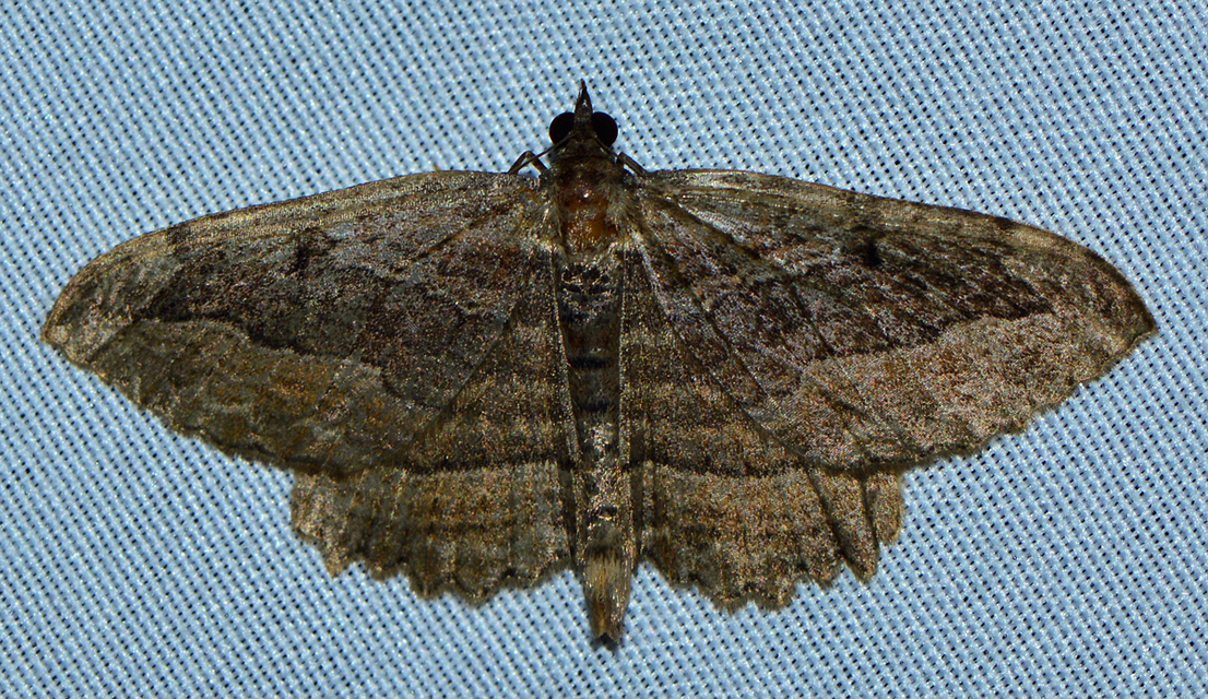 Philereme transversata - varjútövis-araszoló