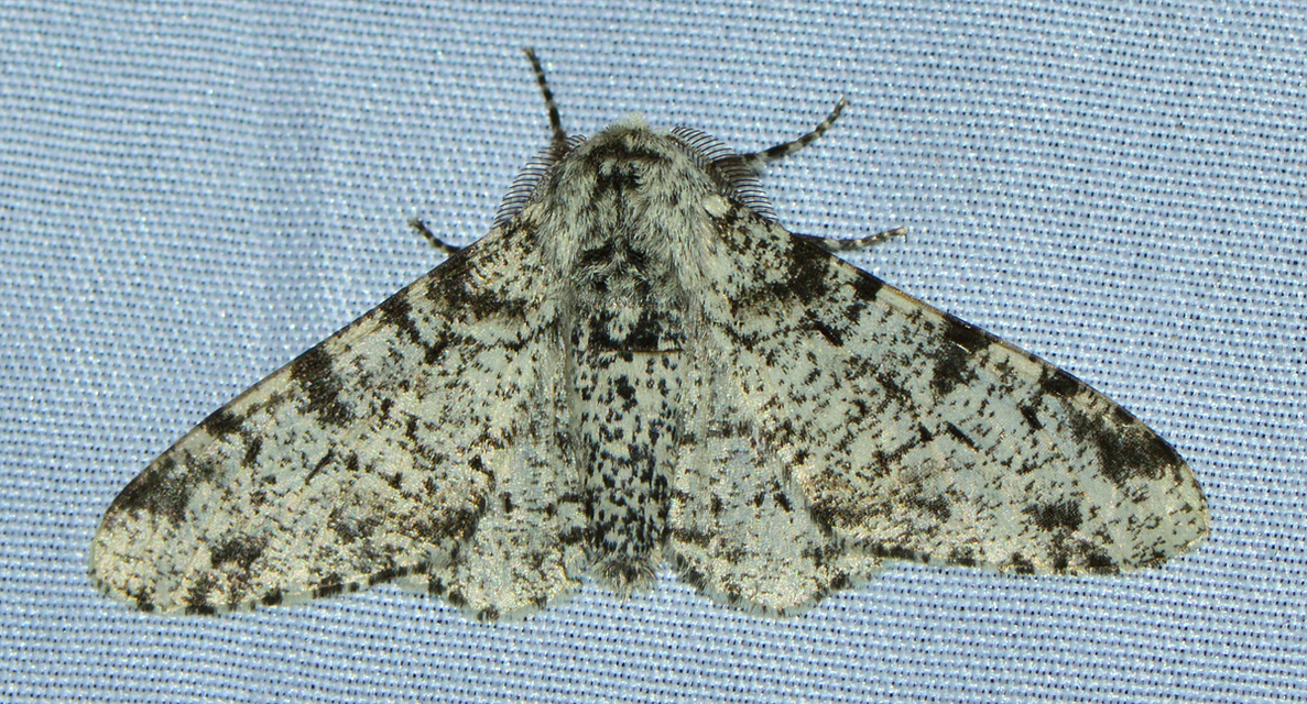 Biston betularia - szürkepettyes araszoló