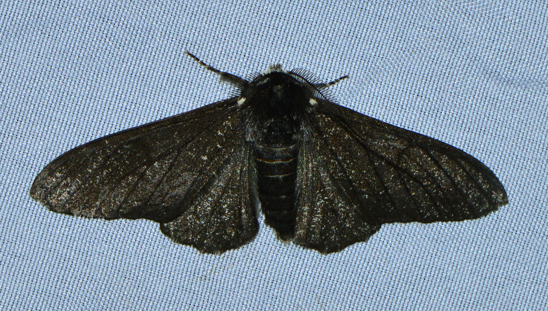 Biston betularia - szürkepettyes araszoló