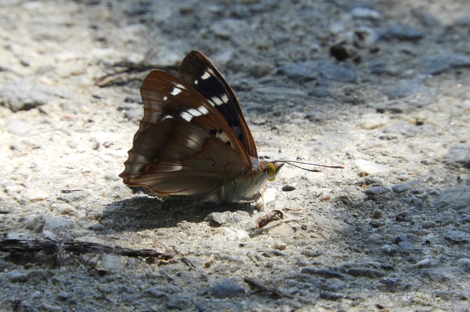 Apatura ilia - kis színjátszólepke