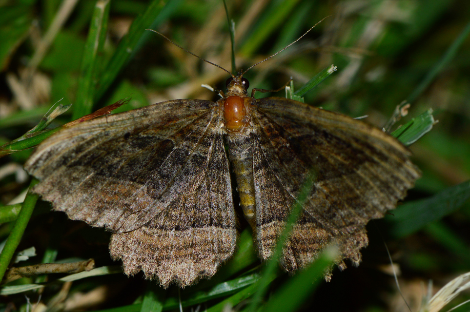 Philereme transversata - varjútövis-araszoló