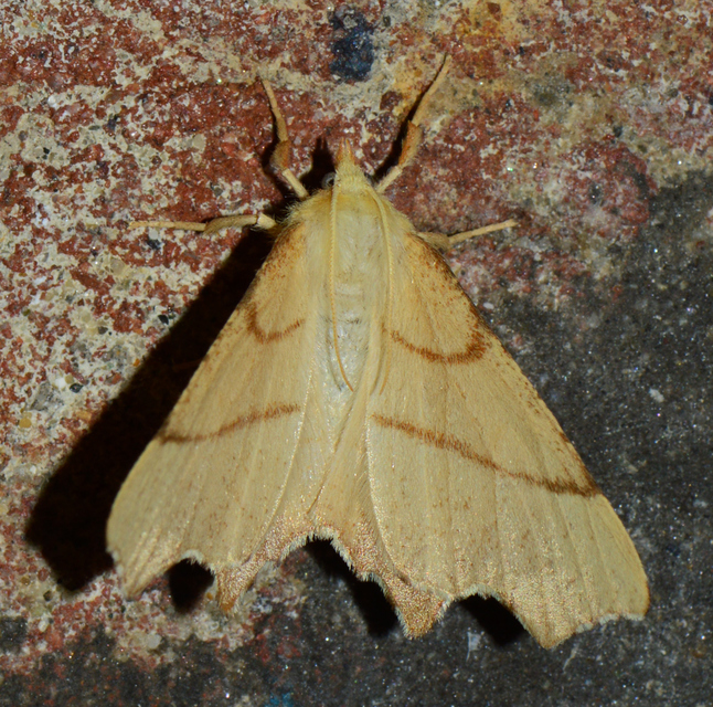 Ennomos erosaria - hársfa-levélaraszoló