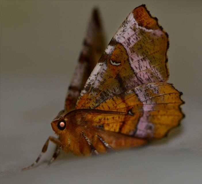 Selenia tetralunaria - négyfoltos holdasaraszoló