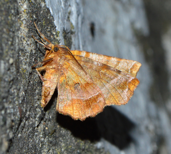 Selenia dentaria - kétfoltos holdasaraszoló